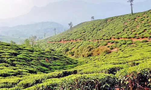 തോ​ട്ടം തൊ​ഴി​ലാ​ളി​ക​ളു​ടെ ബോ​ണ​സ്; ആര​ുമായും ചർച്ചയില്ല,  നി​ശ്ച​യി​ക്കു​ന്ന​ത് മാ​നേ​ജ്മെൻറു​ക​ൾ