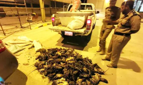 പി​ടി​കൂ​ടി​യ ലോ​ബ്​​സ്റ്റ​റു​ക​ൾ