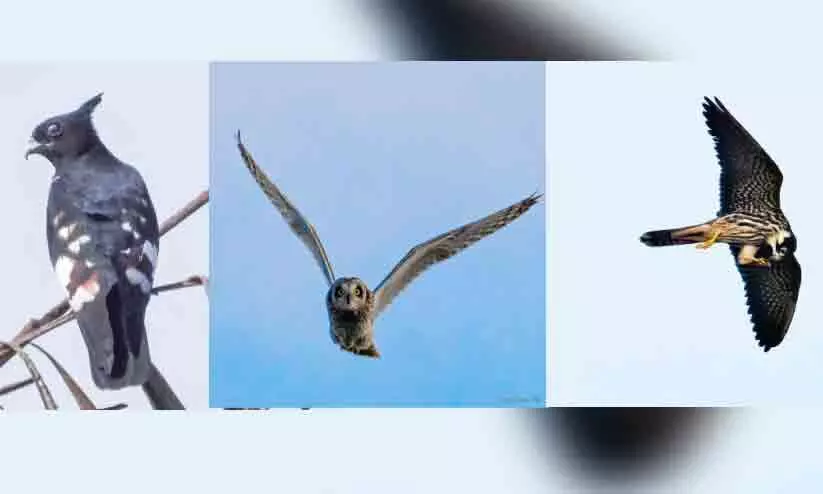 Rare species of birds Rare species of birds