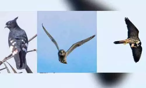 Rare species of birds