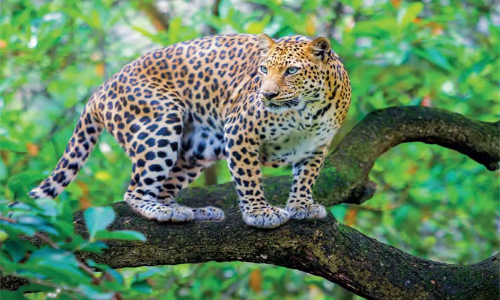 താവയ്ക്കലിലെ പുലി