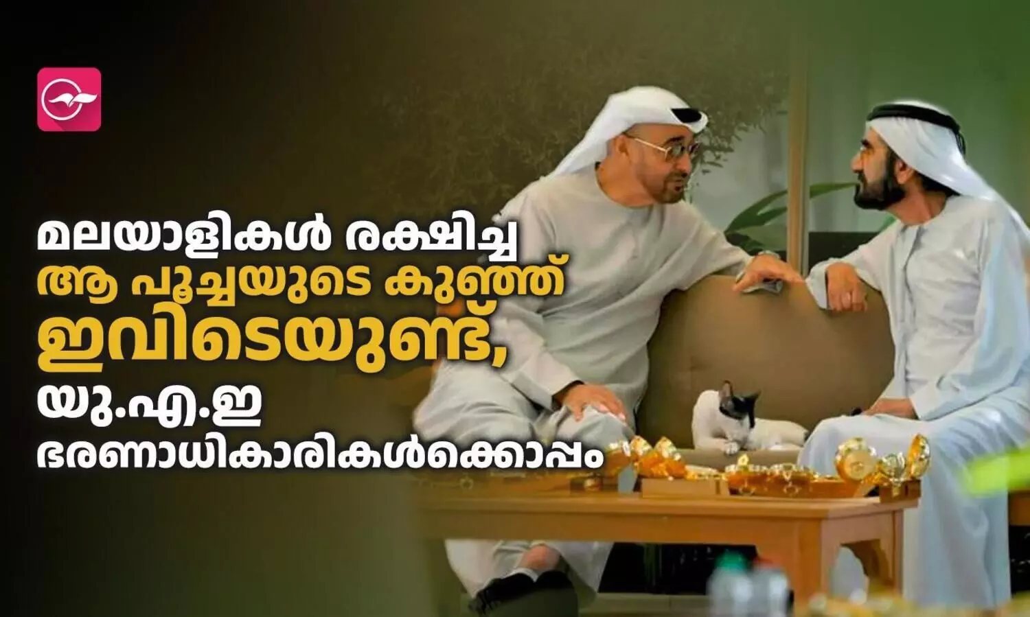 മലയാളികൾ രക്ഷിച്ച ആ പൂച്ചയുടെ കുഞ്ഞ്​ ഇവിടെയുണ്ട്​, യു.എ.ഇ ഭരണാധികാരികൾക്കൊപ്പം