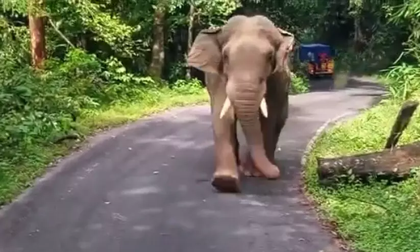 kabali elephant 89856
