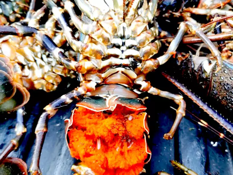 കൊഞ്ച് പി​ടി​ത്തം; ഒ​രാ​ൾ അ​റ​സ്റ്റി​ൽ