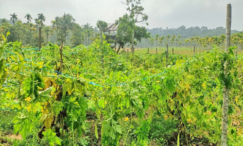 വന്യമൃഗശല്യവും വിലയിടിവും; പച്ചക്കറി കൃഷിയിൽനിന്ന് കർഷകർ പിന്മാറുന്നു