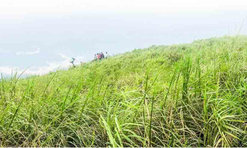 പുല്ലുണ്ട്, തൈലം വാറ്റാൻ ആളില്ല