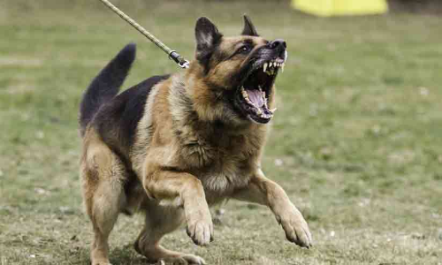 വളർത്തുനായയുടെ ആക്രമണത്തിൽ പരിക്കേറ്റ സ്ത്രീക്ക് രണ്ടു ലക്ഷം രൂപ നഷ്ടപരിഹാരം