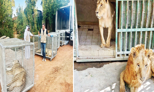 Saudi citizen arrested for breeding wild animals