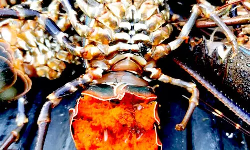 കൊഞ്ച് പി​ടി​ത്തം; ഒ​രാ​ൾ അ​റ​സ്റ്റി​ൽ