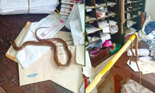 പോസ്റ്റൽ ബാഗിൽ മൂർഖൻ