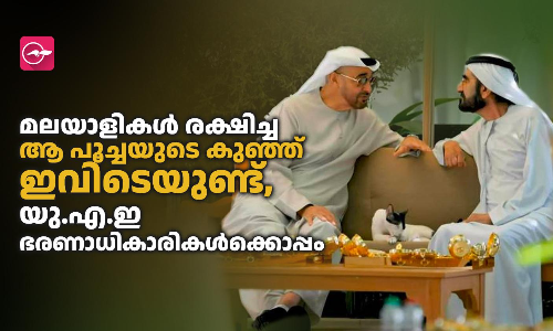മലയാളികൾ രക്ഷിച്ച ആ പൂച്ചയുടെ കുഞ്ഞ്​ ഇവിടെയുണ്ട്​, യു.എ.ഇ ഭരണാധികാരികൾക്കൊപ്പം