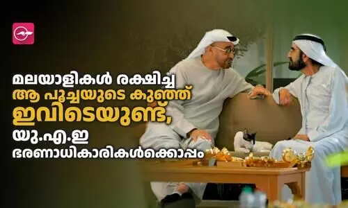 മലയാളികൾ രക്ഷിച്ച ആ പൂച്ചയുടെ കുഞ്ഞ്​ ഇവിടെയുണ്ട്​, യു.എ.ഇ ഭരണാധികാരികൾക്കൊപ്പം