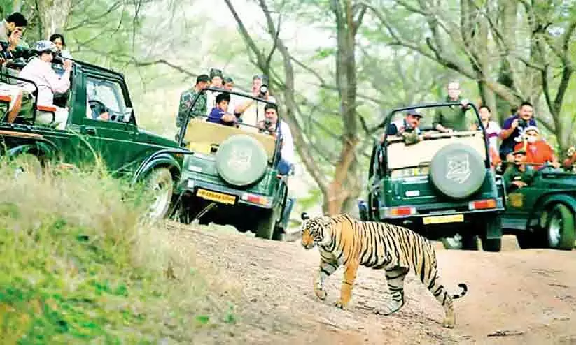 ബ​ന്ദി​പൂ​ർ മി​ക​ച്ച ക​ടു​വാ​സ​​ങ്കേ​തം
