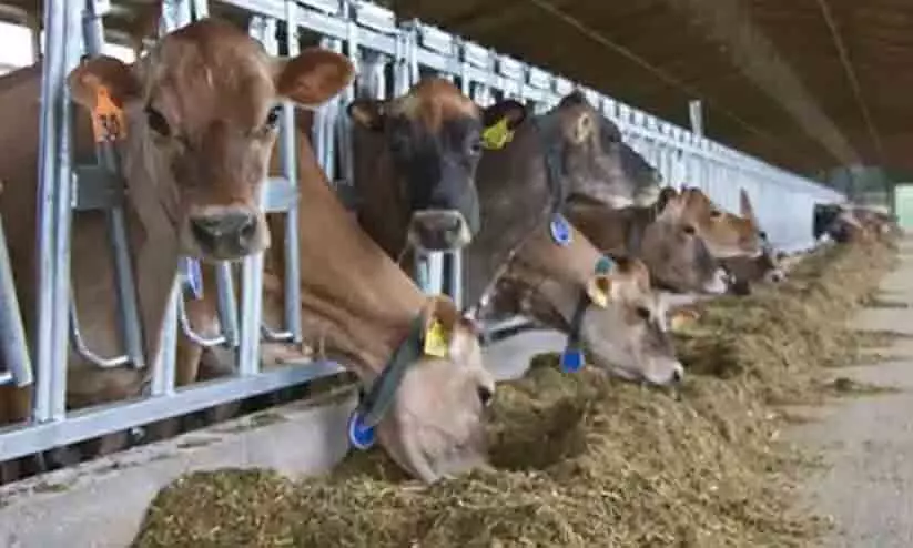 പോക്കറ്റ് കാലിയാക്കും കാലിത്തീറ്റ പോക്കറ്റ് കാലിയാക്കും കാലിത്തീറ്റ