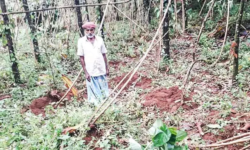 കിഴങ്ങുമുതൽ നാളികേരം വരെ  വിളവെടുക്കുന്നത്​ ​വന്യമൃഗങ്ങൾ