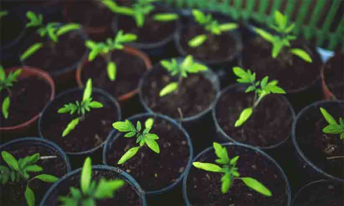 ഗ്രോബാഗിന് പകരം ഇനി പോളിഎത്തിലീൻ  ചെടിച്ചട്ടികളും