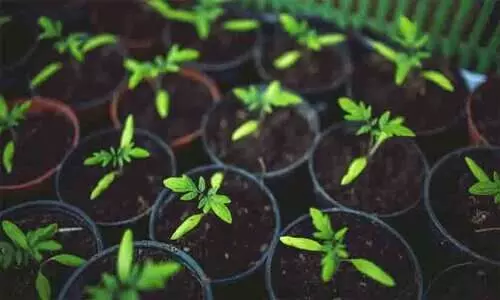 ഗ്രോബാഗിന് പകരം ഇനി പോളിഎത്തിലീൻ  ചെടിച്ചട്ടികളും