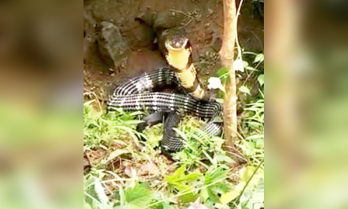 കായക്കൊടിയിൽനിന്ന് രാജവെമ്പാലയെ പിടികൂടി