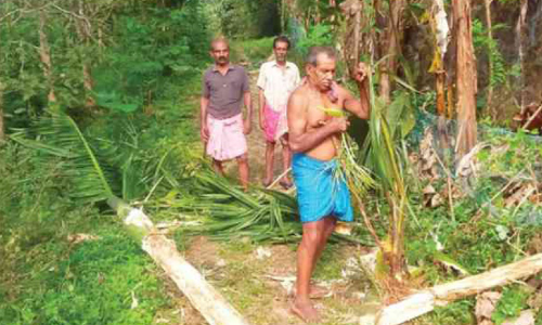 കാട്ടാനക്കൂട്ടമിറങ്ങി; വ്യാപക കൃഷിനാശം കാട്ടാനക്കൂട്ടമിറങ്ങി; വ്യാപക കൃഷിനാശം