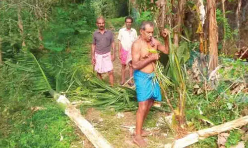 കാട്ടാനക്കൂട്ടമിറങ്ങി; വ്യാപക കൃഷിനാശം കാട്ടാനക്കൂട്ടമിറങ്ങി; വ്യാപക കൃഷിനാശം