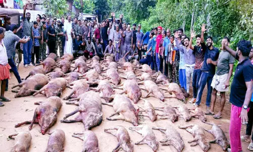 വള്ളത്തോൾ നഗർ പഞ്ചായത്തിൽ 50 കാട്ടുപന്നികളെ വെടിവെച്ചുകൊന്നു