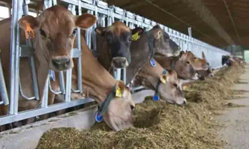 പോക്കറ്റ്​ കാലിയാക്കും കാലിത്തീറ്റ