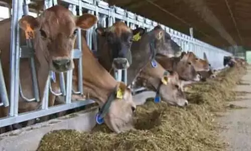 പോക്കറ്റ്​ കാലിയാക്കും കാലിത്തീറ്റ