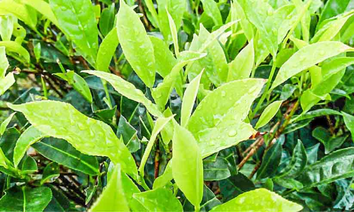 ഇടുക്കിയിലേക്ക്​ തേയിലക്കൊളുന്ത് കടത്ത്​