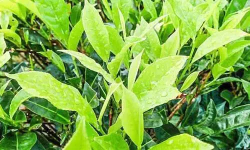 ഇടുക്കിയിലേക്ക് തേയിലക്കൊളുന്ത് കടത്ത് ഇടുക്കിയിലേക്ക് തേയിലക്കൊളുന്ത് കടത്ത്