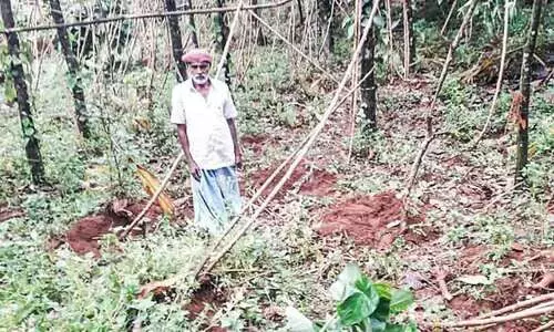 കിഴങ്ങുമുതൽ നാളികേരം വരെ  വിളവെടുക്കുന്നത്​ ​വന്യമൃഗങ്ങൾ