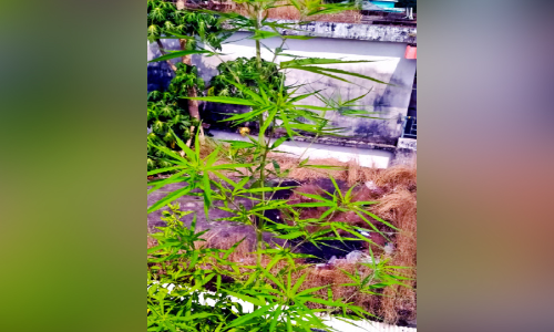 ടെറസിൽ കഞ്ചാവുചെടി കണ്ടെത്തി