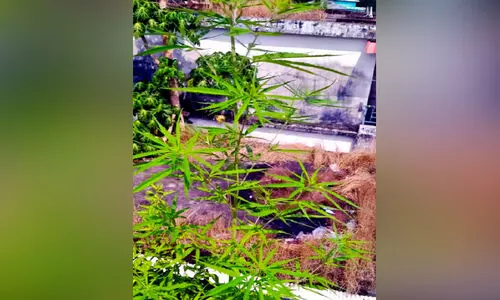 ടെറസിൽ കഞ്ചാവുചെടി കണ്ടെത്തി