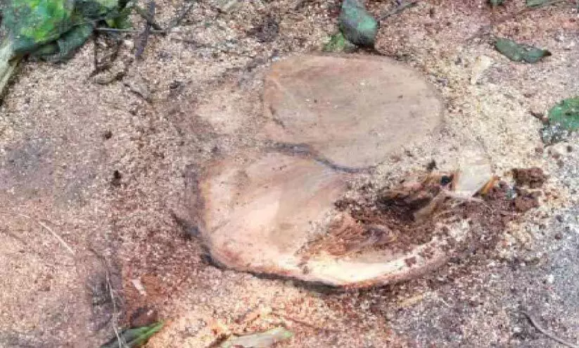 അംഗൻവാടി മുറ്റത്തെ ചന്ദനം മുറിച്ചു കടത്തി