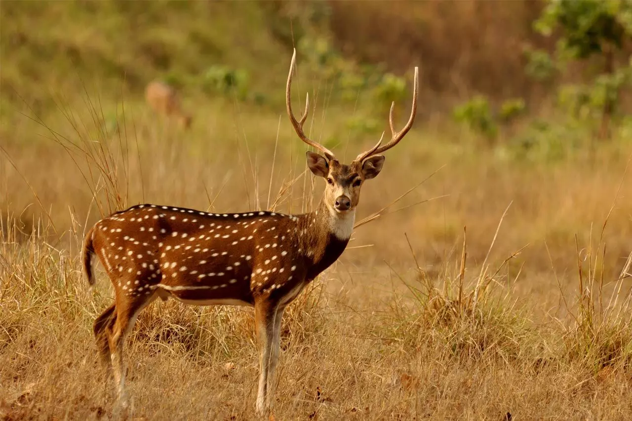 മാനുകളെ വേട്ടയാടൽ; ആറുമാസം തടവും പിഴയും വിധിച്ചു മാനുകളെ വേട്ടയാടൽ; ആറുമാസം തടവും പിഴയും വിധിച്ചു