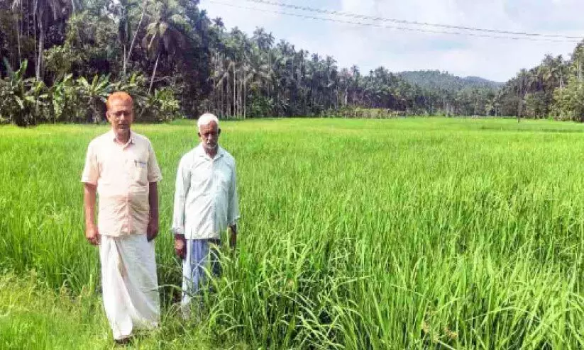 പാലങ്ങാട്ടെ നെൽവയലുകളിൽ ഹരിതവിപ്ലവം