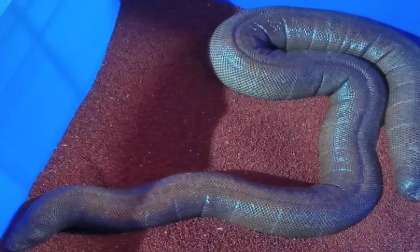 ഇരുതലമൂരിയും അഞ്ചുലക്ഷവും പിടികൂടി