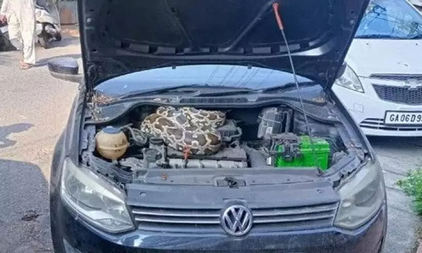 Massive python found in Volkswagen Polo’s engine bay during service