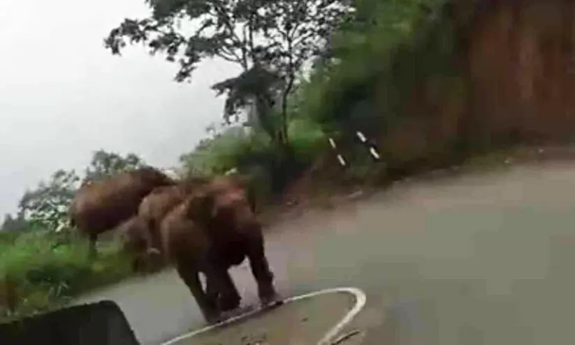 മോഴ ആനയെ പിടികൂടാൻ ഉത്തരവിട്ടു