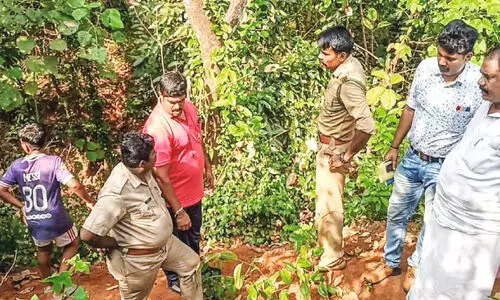 Forest department to catch the aggressive fox