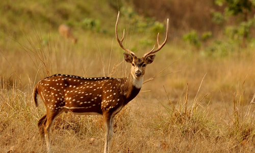 മാനുകളെ വേട്ടയാടൽ;  ആറുമാസം തടവും പിഴയും വിധിച്ചു