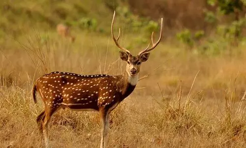 മാനുകളെ വേട്ടയാടൽ;  ആറുമാസം തടവും പിഴയും വിധിച്ചു