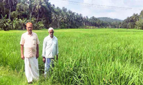 പാലങ്ങാട്ടെ നെൽവയലുകളിൽ ഹരിതവിപ്ലവം
