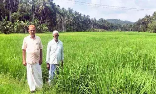 പാലങ്ങാട്ടെ നെൽവയലുകളിൽ ഹരിതവിപ്ലവം