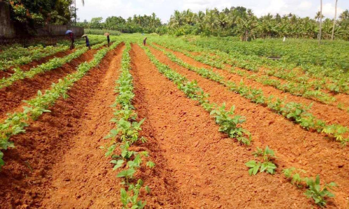 പ്രതീക്ഷ കൈവിടാതെ കോട്ടാറ്റ് പച്ചക്കറി കർഷകർ പ്രതീക്ഷ കൈവിടാതെ കോട്ടാറ്റ് പച്ചക്കറി കർഷകർ