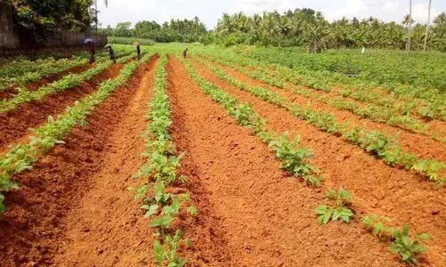 പ്രതീക്ഷ കൈവിടാതെ കോട്ടാറ്റ് പച്ചക്കറി കർഷകർ