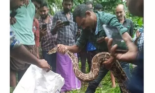 തെന്നൂരിൽ ഇരപിടിക്കാനായി നാട്ടിലിറങ്ങിയ പെരുമ്പാമ്പ് ഭീതിപരത്തി