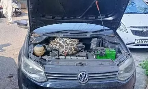 Massive python found in Volkswagen Polo’s engine bay during service