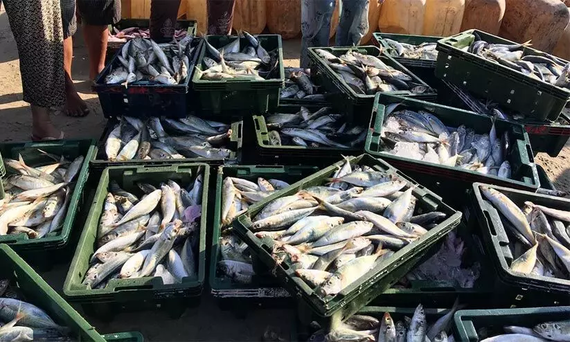 fish festival fish festival