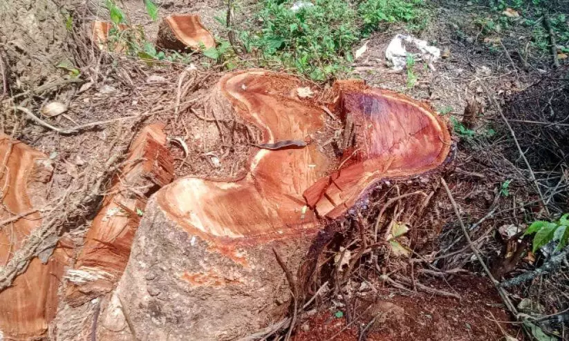 നവീകരണത്തിന്റെ മറവിൽ മരംകൊള്ള