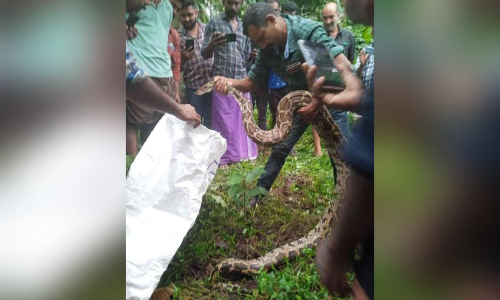 നാട്ടിലിറങ്ങി ഭീതിപരത്തിയ പെരുമ്പാമ്പിനെ നാട്ടുകാർ പിടികൂടി